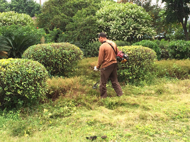 綠化修剪 綠化修剪